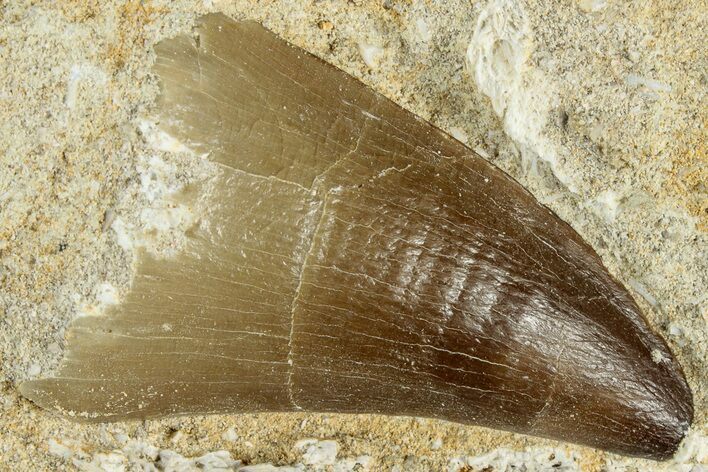 Fossil Mosasaur (Prognathodon) Tooth in Rock - Morocco #311855